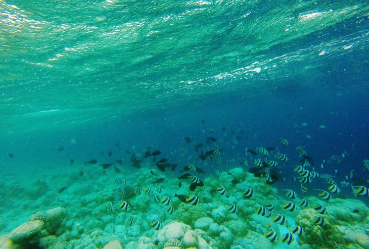 snorkeling fodhdhoo maldives