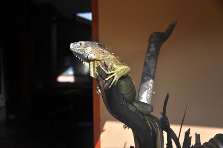 lizard maldives