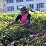 women tea fields