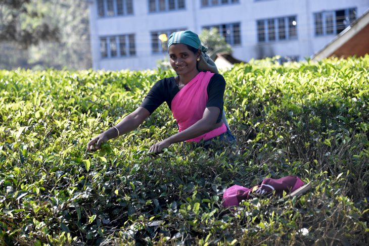 women tea fields