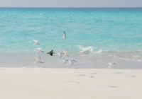 birds nest maldives