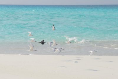 birds nest maldives
