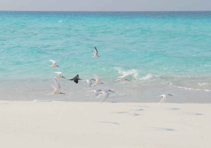 birds nest maldives