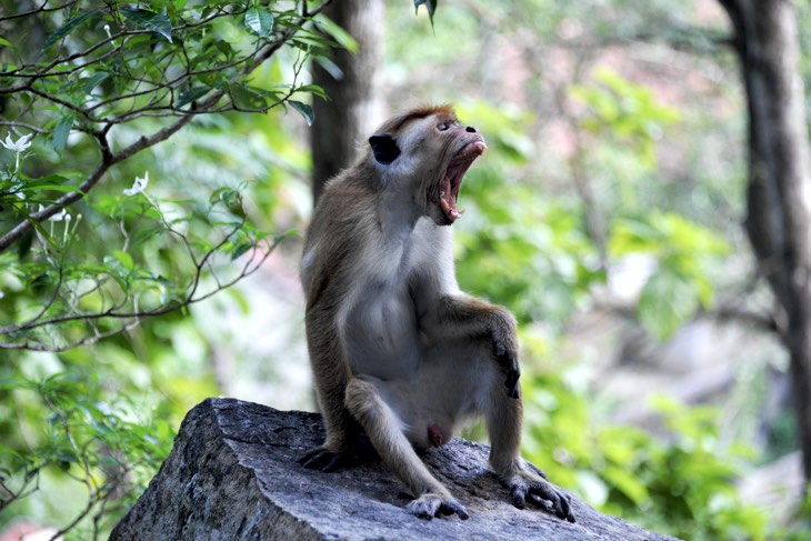 monkeys in temple sri lanka