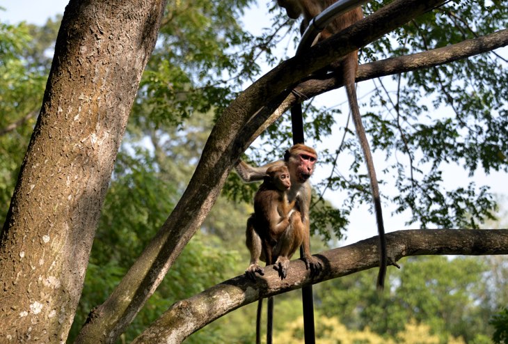 baby monkeys