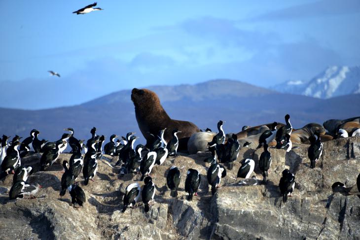 sea lions ushuaia