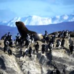 lobos marinos ushuaia