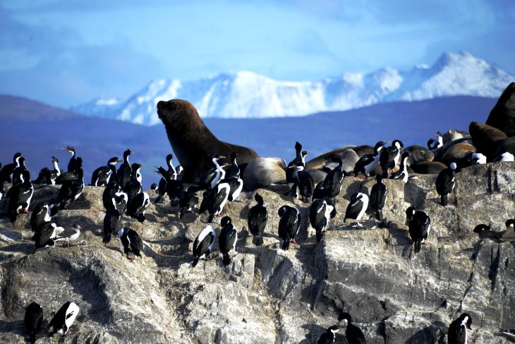 lobos marinos ushuaia