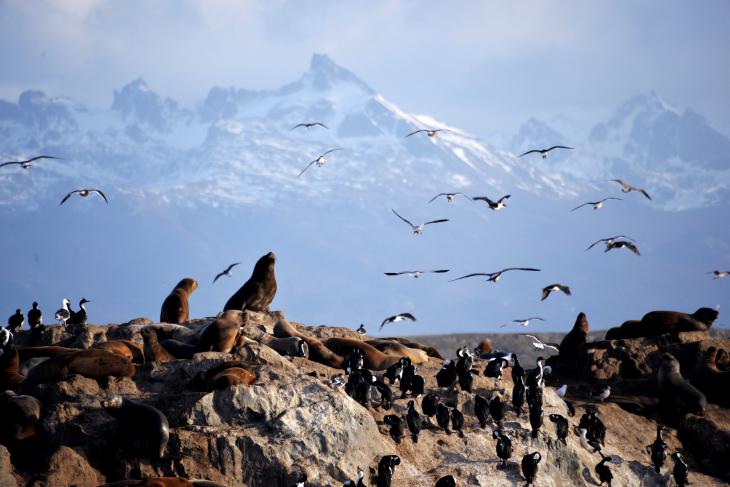 fauna ushuaia mar