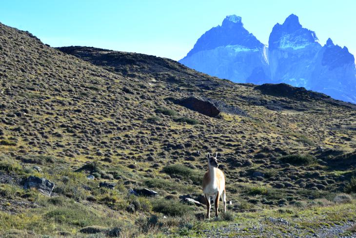 guanaco chile