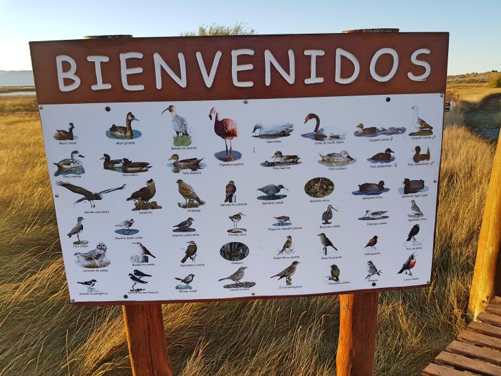 birds variaty patagonia