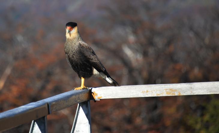 aguila