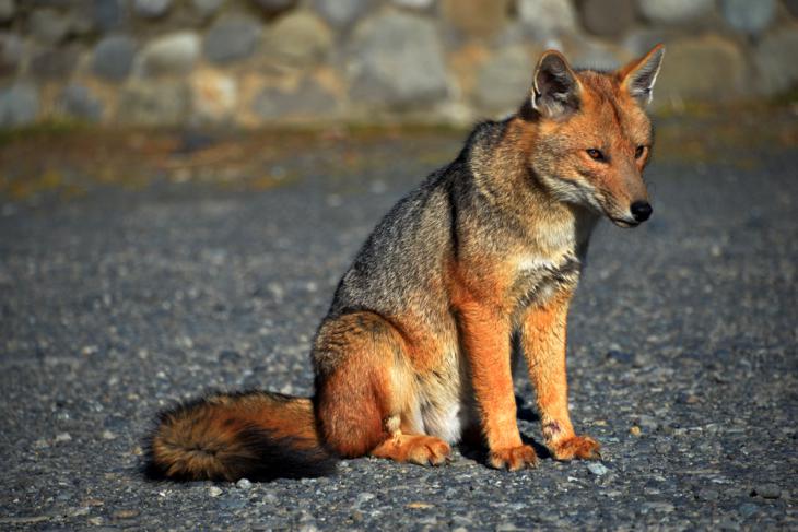 fox in autumn