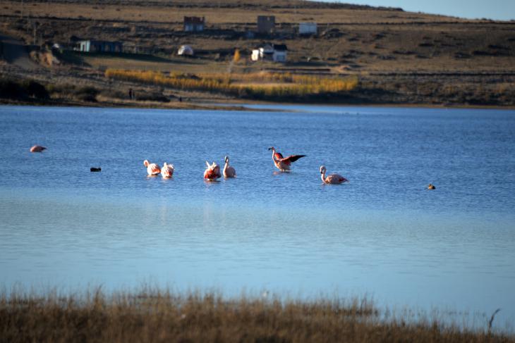 фламинго озеро аргентина